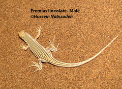Eremias lineolata