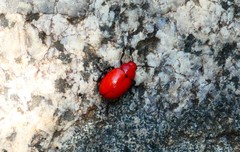 Leptinotarsa rubiginosa