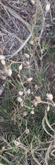 Spergula ramosa