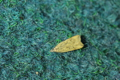 Dichomeris limosellus