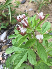 Polanisia dodecandra dodecandra