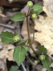 Euphorbia mercurialina