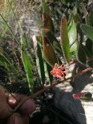 Leucospermum hamatum