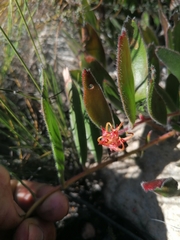 Leucospermum hamatum
