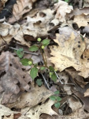 Euphorbia mercurialina