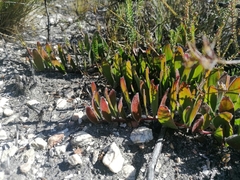 Leucospermum hamatum