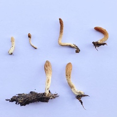 Trichoderma leucopus