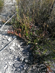 Leucospermum hamatum