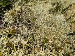 Alectoria ochroleuca