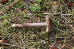 Inocybe lacera