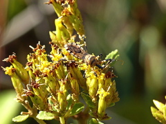 Pyrrhosphodrus amazonus