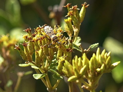 Pyrrhosphodrus amazonus