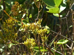 Pyrrhosphodrus amazonus