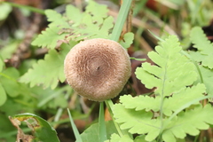 Inocybe lacera