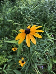 Rudbeckia hirta pulcherrima