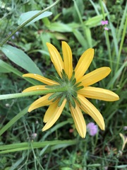 Rudbeckia hirta pulcherrima