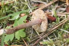 Inocybe lacera