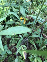 Rudbeckia hirta pulcherrima