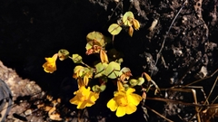 Erythranthe glaucescens