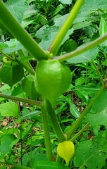 Physalis grisea