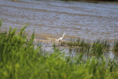 Egretta garzetta
