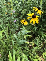 Rudbeckia hirta pulcherrima