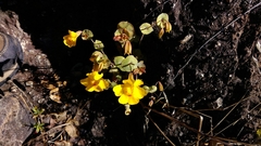 Erythranthe glaucescens