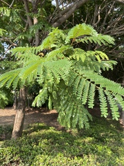 Peltophorum