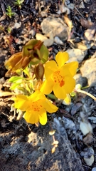 Erythranthe glaucescens