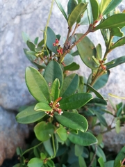 Cassine parvifolia
