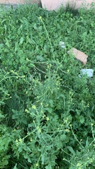 Sisymbrium officinale