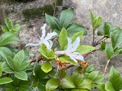 Rhododendron arborescens