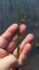 Eleocharis equisetoides