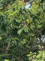 Peltophorum