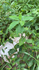 Euphorbia heterophylla