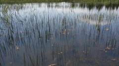 Eleocharis equisetoides