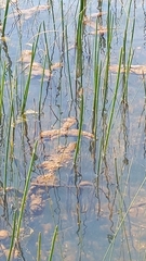 Eleocharis equisetoides