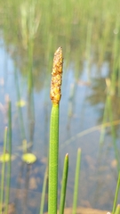 Eleocharis equisetoides