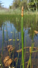 Eleocharis equisetoides