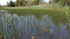 Eleocharis equisetoides