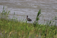 Plegadis falcinellus