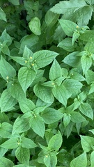 Galinsoga parviflora