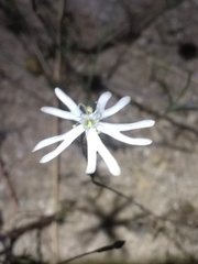 Silene portensis