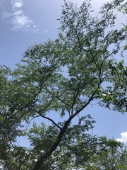 Gonopterodendron arboreum