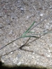 Silene portensis
