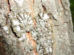 Pleurosticta acetabulum