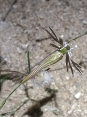 Silene portensis