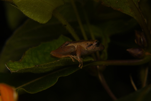 Pristimantis paisa