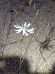 Silene portensis