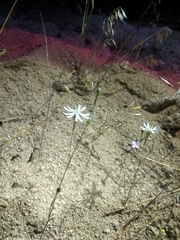 Silene portensis